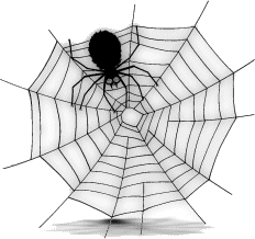 araignée du net